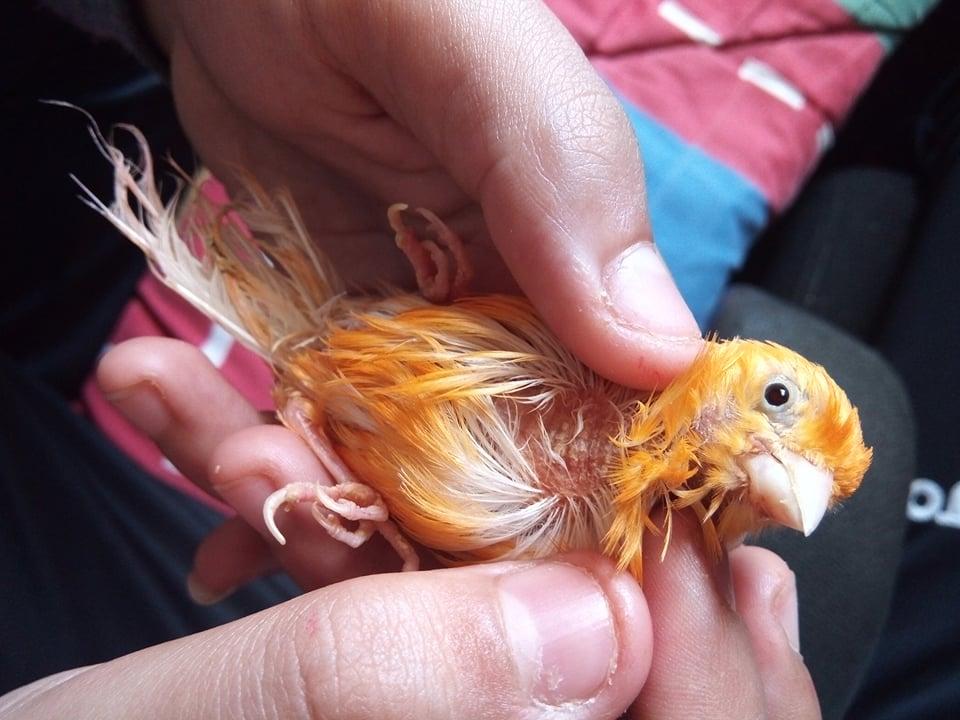 صورة