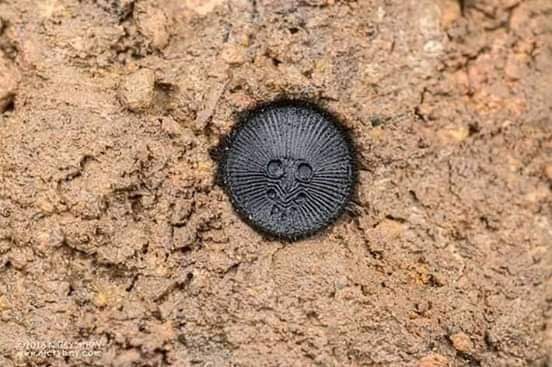 نقره لعرض الصورة في صفحة مستقلة