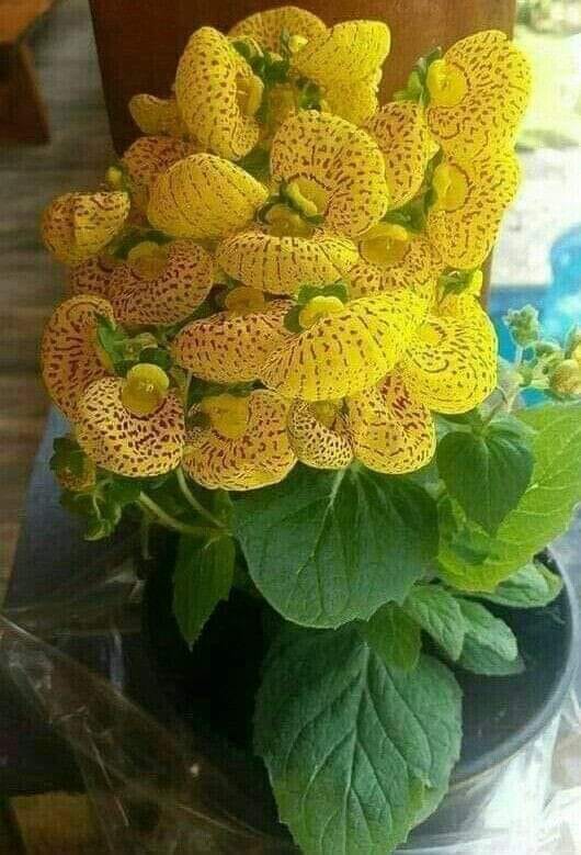 ���� ���� ������ �� ���� ������