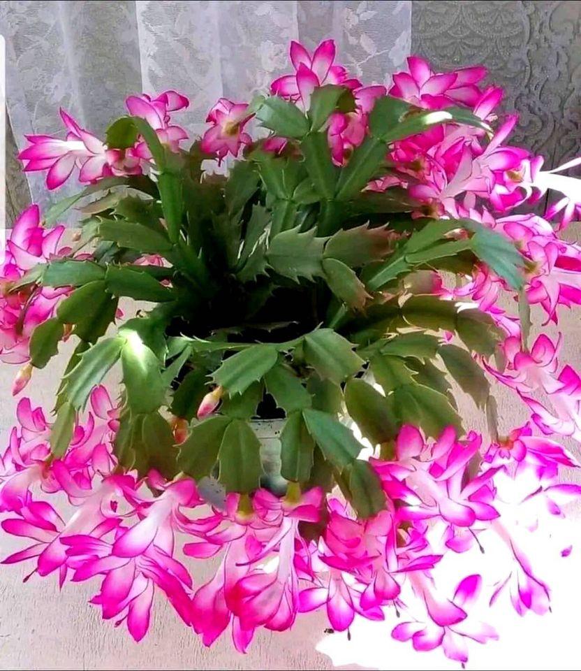 ���� ���� ������ �� ���� ������