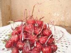 الأخبارالمباشرة بجني محصول الشاي الأحمر ( الكجرات ) في محافظة الديوانية 814613447